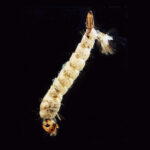 MOSQUITO_2