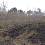 FOTO ejemplares Vivero